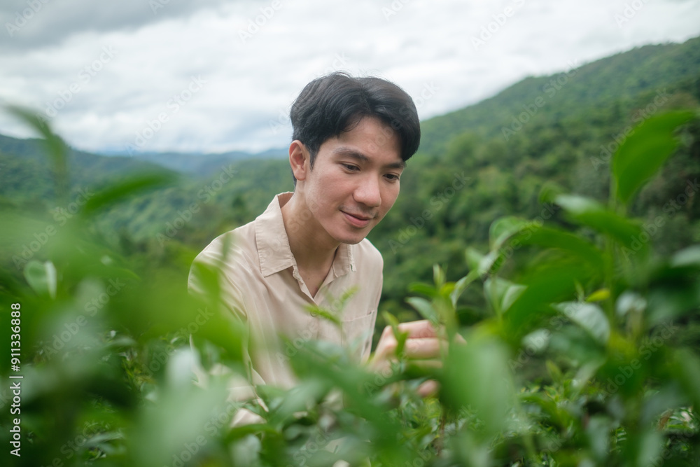 Smiling young man picking up green tea leaves on plantation. Smiling young man picking up green tea leaves on plantation.