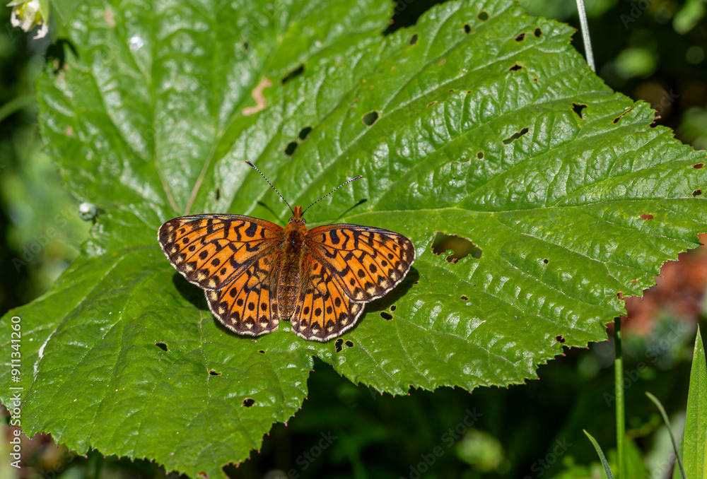 big red butterfly clinging to grass, Dark Green Fritillary, Argynnis aglaja big red butterfly clinging to grass, Dark Green Fritillary, Argynnis aglaja