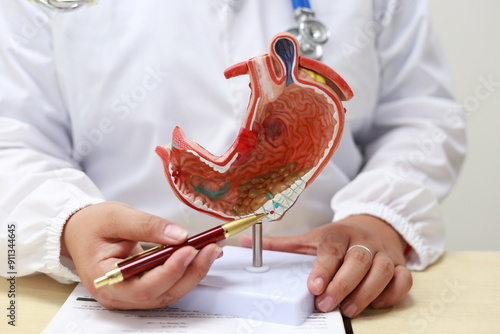 The stomach is a muscular, hollow organ in the digestive system that breaks down food using acids and enzymes, preparing nutrients for absorption in the intestines.