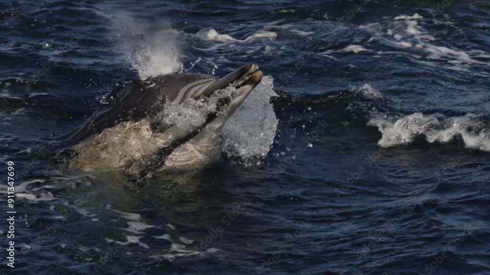 Dolphins play in surf at sunrise on South Africa s magical wild coast. sardine run, Dolphins and seagulls hunting fish. Amazing unique phenomenon. Beit ball. Aquatic animals underwater nature. Dolphins play in surf at sunrise on South Africa s magical wild coast. sardine run, Dolphins and seagulls hunting fish. Amazing unique phenomenon. Beit ball. Aquatic animals underwater nature.