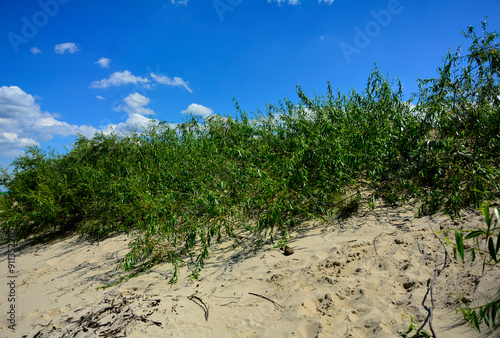 Obraz na płótnie piaszczysta wydma nadmorska, piaszczysta wydma z trawami na tle nieba i pierzastych chmur, seaside sand dune, sand dune with grasses against the background of the sky and clouds, nadmorski pejzaż w salonie