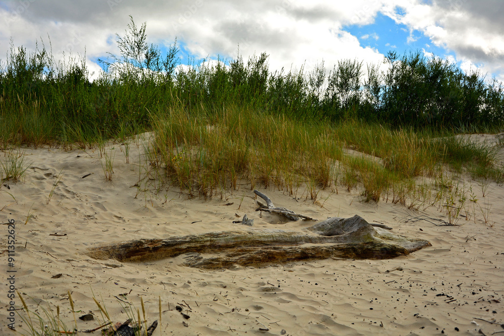 kłody drewna na plaży na tle morza, drewniane klody na piaszczystej wydmie nadmorskiej, malowniczy pejzaż nadmorski, logs on the sand on the sea shore, beach scene, wooden logs on a sandy seaside dune