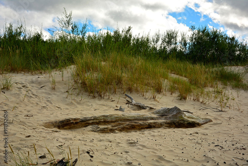Obraz na płótnie kłody drewna na plaży na tle morza, drewniane klody na piaszczystej wydmie nadmorskiej, malowniczy pejzaż nadmorski, logs on the sand on the sea shore, beach scene, wooden logs on a sandy seaside dune w salonie
