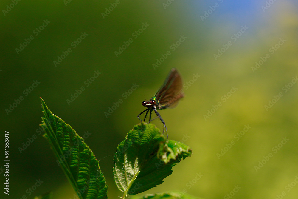 Libellule demoiselle Libellule demoiselle