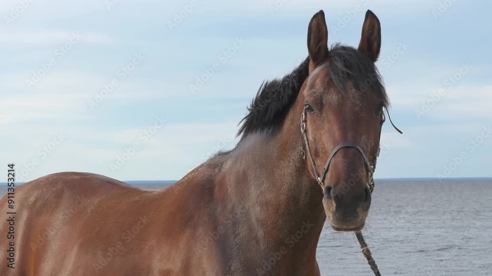 portrait of bay horse posing against bay. close up portrait of bay horse posing against bay. close up