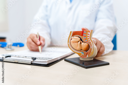 A doctor works at a desk with a model of a female womb containing a fetus, demonstrating growth, pregnancy development, and birth processes for educational purposes.