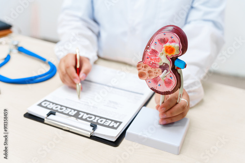 A doctor uses an anatomical kidney model to explain renal diseases, treatments, and diagnostics, such as dialysis and transplant, during a clinical education session.