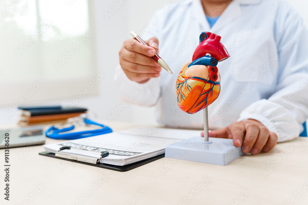 Fototapeta premium A cardiologist uses a heart model to demonstrate the anatomy, function, and treatment of cardiovascular diseases, including heart attacks and strokes, in a medical clinic setting.
