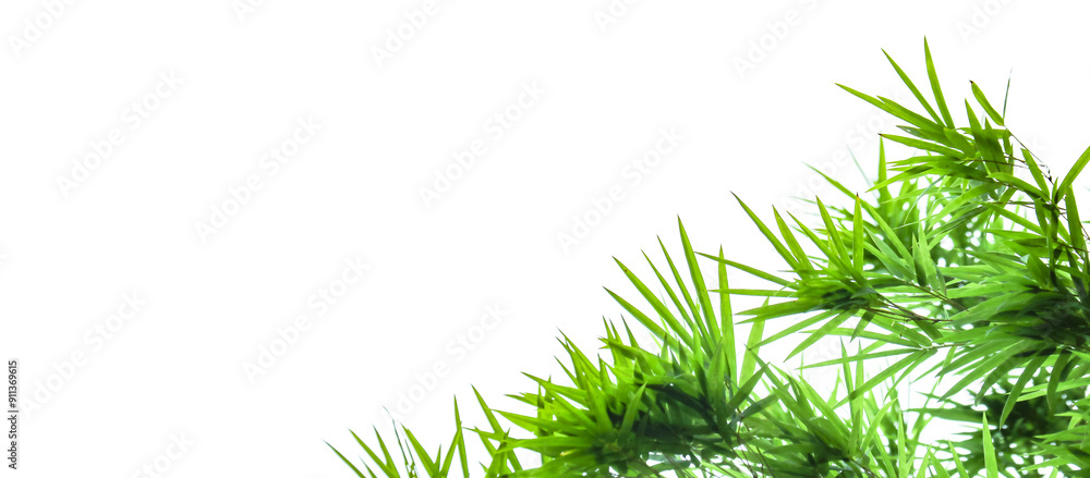 Fototapeta premium A cut-out of bamboo top leaves on a white background with clipping paths for card making.