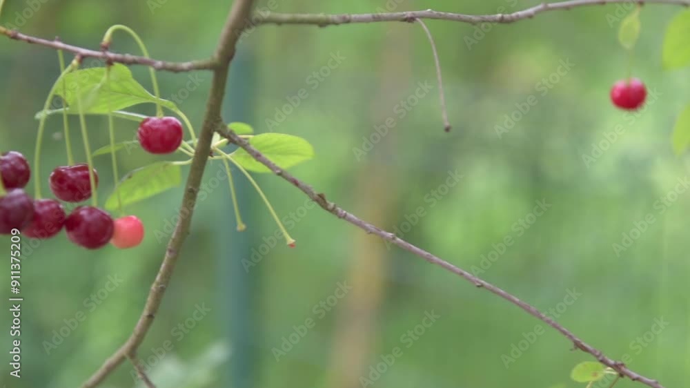 Branch of ripe cherries on a tree in a garden Branch of ripe cherries on a tree in a garden