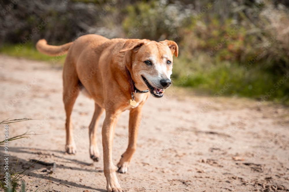 Blonde Africanis dog walking on a dirt path in a forest on a hot sunny day Blonde Africanis dog walking on a dirt path in a forest on a hot sunny day