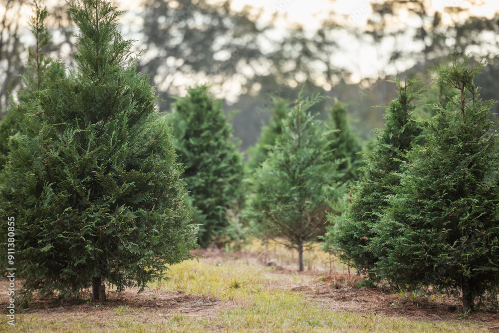 Outdoor Christmas tree lot with sheared fresh cut trees on display for sale, sunny winter day Outdoor Christmas tree lot with sheared fresh cut trees on display for sale, sunny winter day