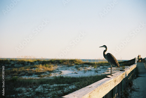 Tableau sur toile Heron on the boardwalk