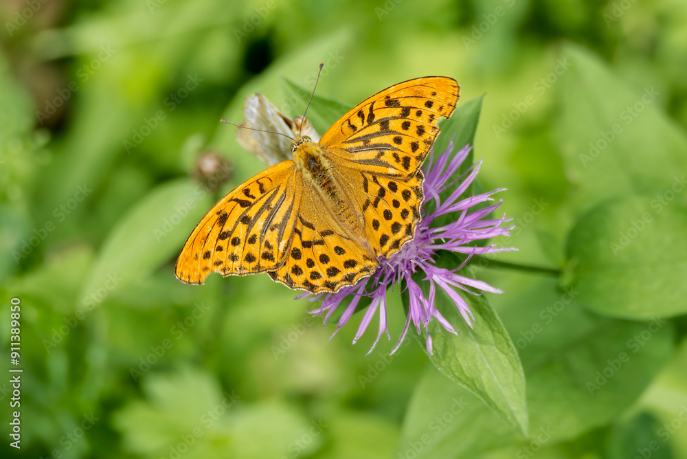Silver-washed Fritillary butterfly (Argynnis paphia) sitting on pink flower in Zurich, Switzerland Silver-washed Fritillary butterfly (Argynnis paphia) sitting on pink flower in Zurich, Switzerland