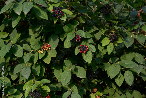 Viburnum lantana shrub  photo