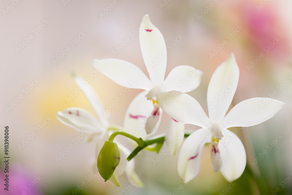 Obraz premium Phalaenopsis Orchid tetraspis 'Fire'