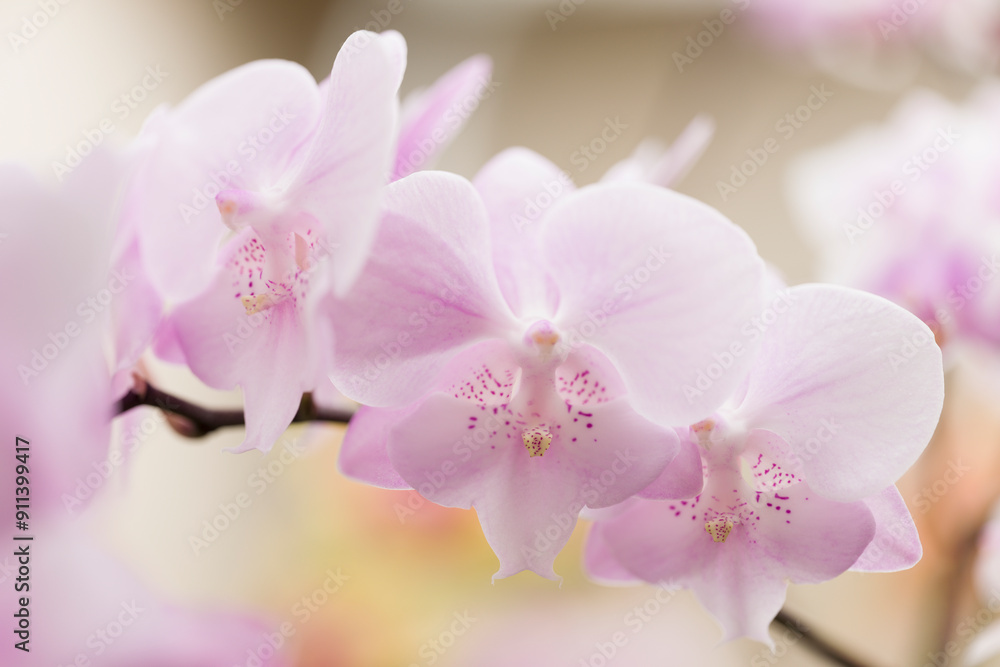 Phalaenopsis Pink Romance Phalaenopsis Pink Romance