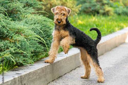 Obraz na plátne small curly dog ​​welsh terrier airedale terrier puppy posing in a park in summe