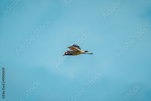 Red wattled lapwing or Vanellus indicus flying and hovoring in blue sky photo