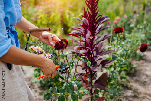 Woman deadheading dahlias between rows of plants. Gardener cuts flower with pruner, putting spent dry blooms in basket photo