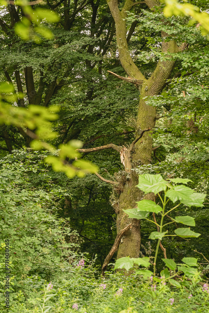 Fototapeta premium Ein Blick durch die Blätter auf einem Baum im Wald.