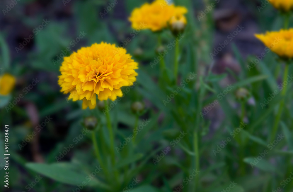 Coreopsis grandiflora Early Sunrise flower blooming in summer - close-up photo of yellow flower. Coreopsis grandiflora Early Sunrise flower blooming in summer - close-up photo of yellow flower.