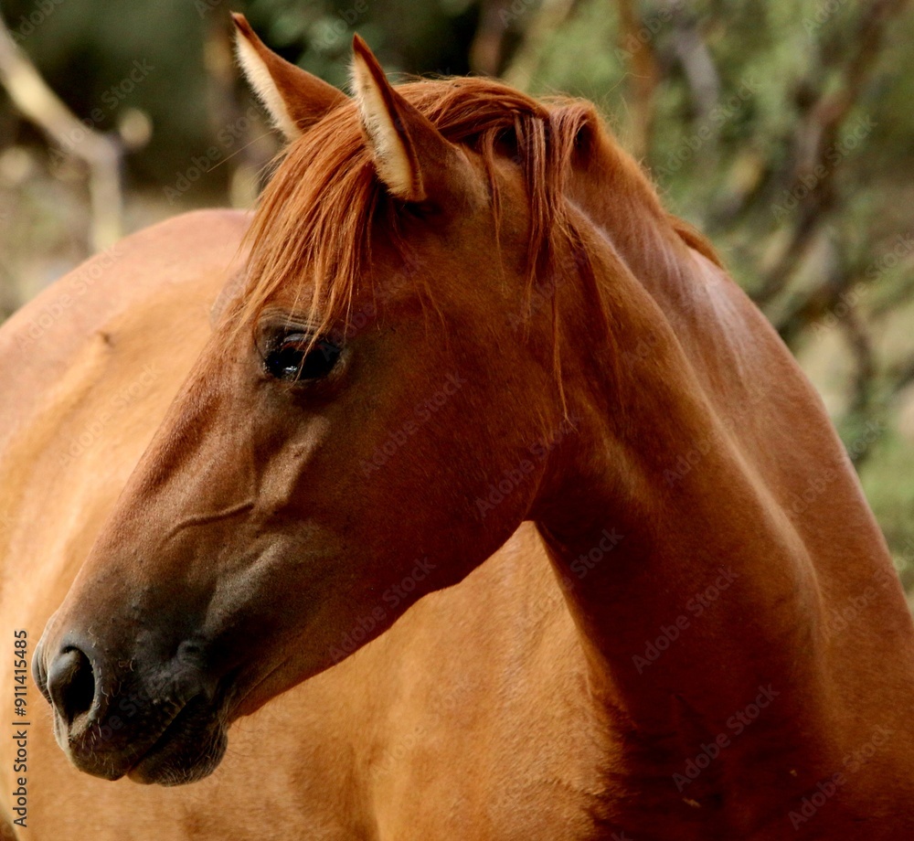 Obraz premium Portrait of a Wild Horse 