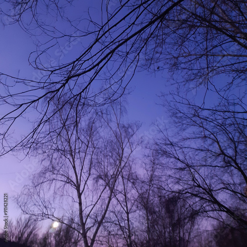 tree in the night