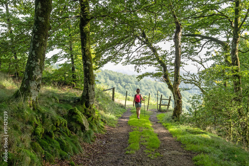 Hiker walking under a beech forest. Navarrese Pyrenees