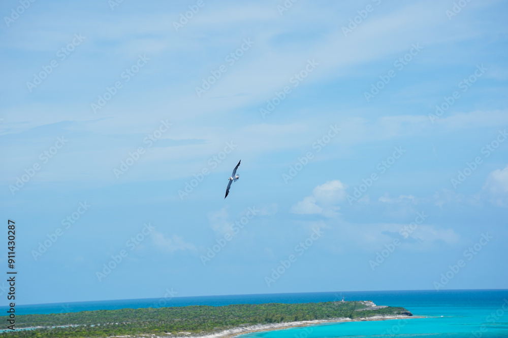 Fototapeta premium A seagull soars in the waters above Freeport Island in the Bahamas.