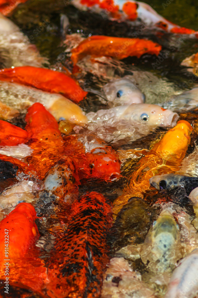 Koi Carp Fish in the Japanese Garden Pond Koi Carp Fish in the Japanese Garden Pond