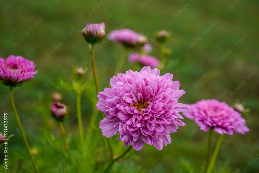 Puffy, multi-layer, pink cosmos flowers growing in a field. Puffy, multi-layer, pink cosmos flowers growing in a field.