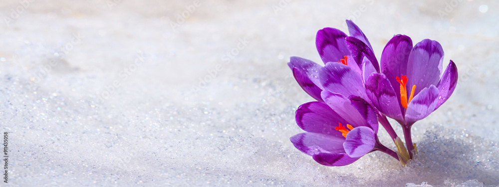 Crocuses - blooming purple flowers making their way from under the snow in early spring, closeup with space for text, banner