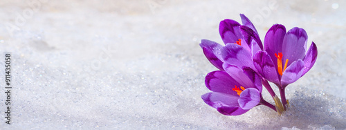 Obraz na płótnie Crocuses - blooming purple flowers making their way from under the snow in early spring, closeup with space for text, banner w salonie