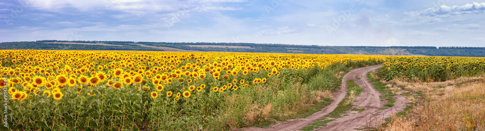 Rural landscape, huge panorama, banner - blooming sunflower field with dirt road against the background of a hills Rural landscape, huge panorama, banner - blooming sunflower field with dirt road against the background of a hills