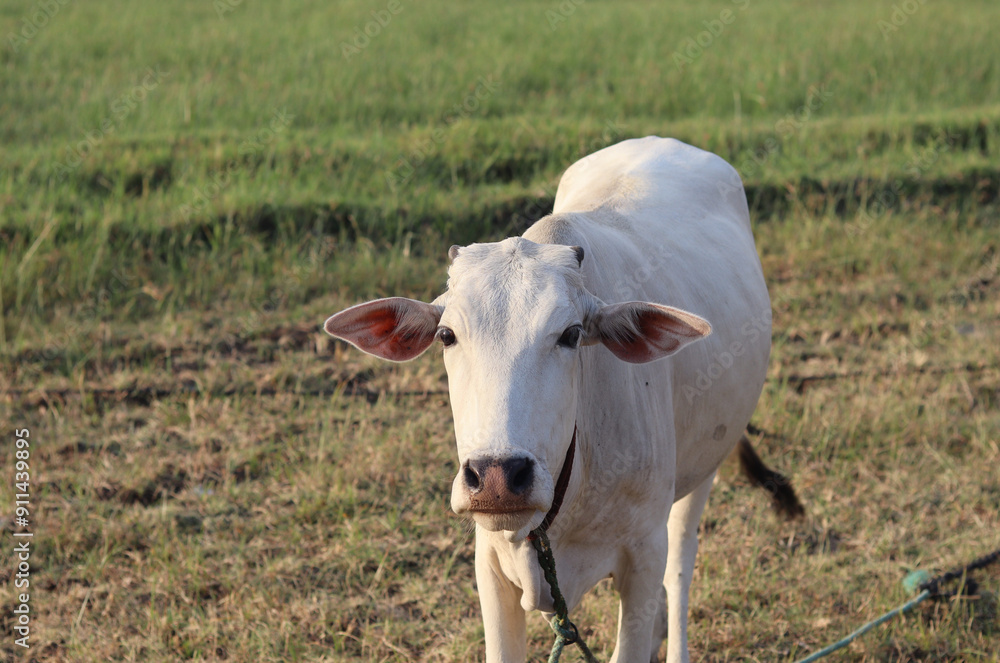 A beautiful white cow is posing in front of the camera. A beautiful white cow is posing in front of the camera.