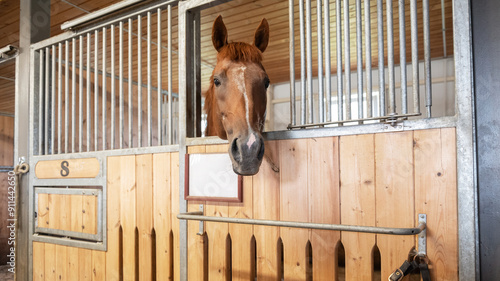 Horse standing in a stall in the modern stable.