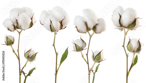 Cotton plant flower isolated on white background with clipping path and full depth of field