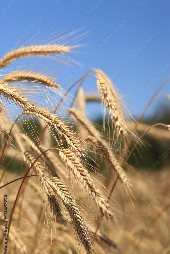 Ears of rye close up with selective focus. Grain ripening on the field. Field of rye. Agriculture. Rural landscape. Concept of growing grain harvest Ears of rye close up with selective focus. Grain ripening on the field. Field of rye. Agriculture. Rural landscape. Concept of growing grain harvest