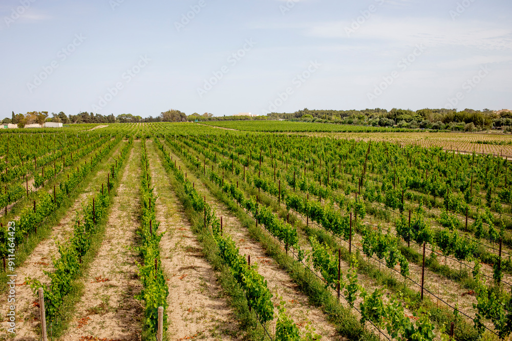 Vineyard in Malta Vineyard in Malta