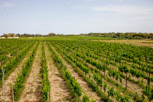 Vineyard in Malta 