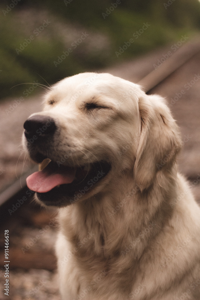 dog, retriever, golden, pet, animal, puppy, golden retriever, white, labrador, canine, cute, portrait dog, retriever, golden, pet, animal, puppy, golden retriever, white, labrador, canine, cute, portrait