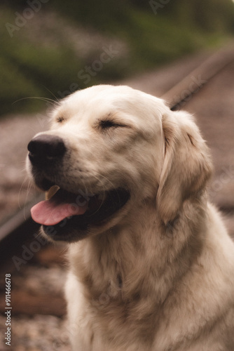 dog, retriever, golden, pet, animal, puppy, golden retriever, white, labrador, canine, cute, portrait