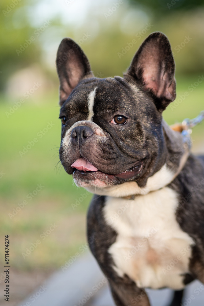 portrait of a french bull dog in the street with the background out of focus, vertical image format. portrait of a french bull dog in the street with the background out of focus, vertical image format.