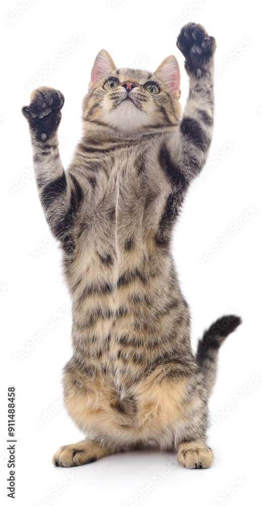 Fototapeta premium Kitten on white background.