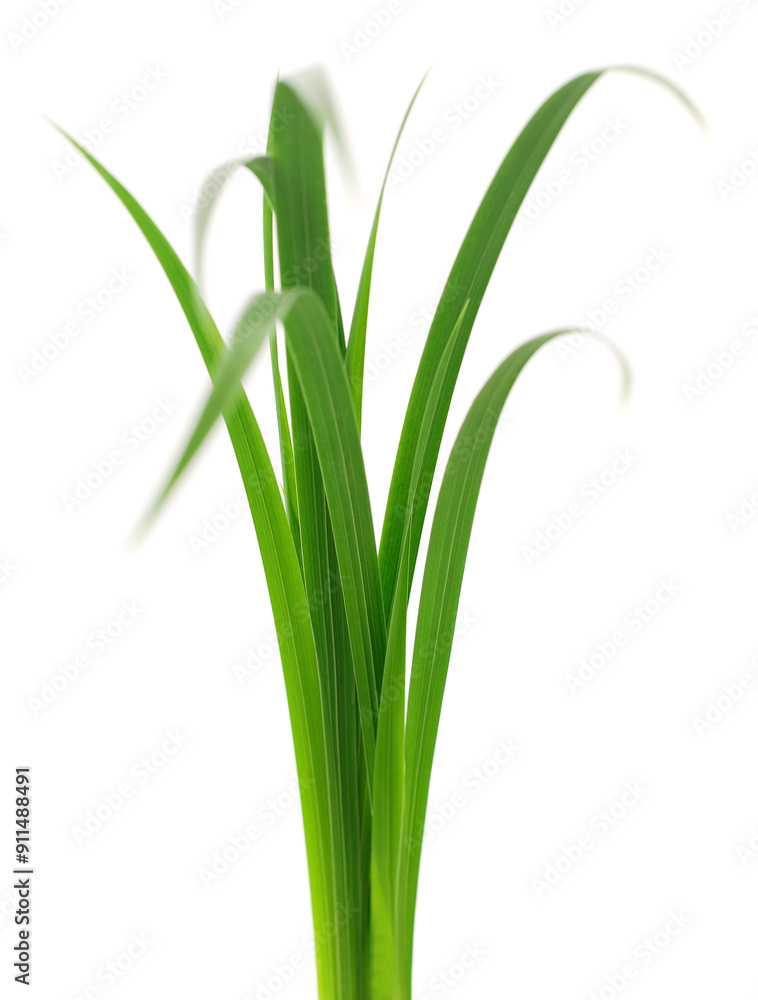 Green grass leaves. Green grass leaves.