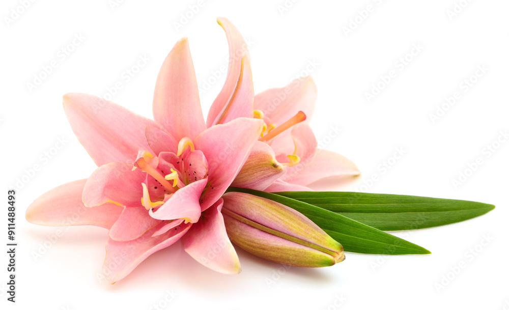 Naklejka premium Two pink lilies.