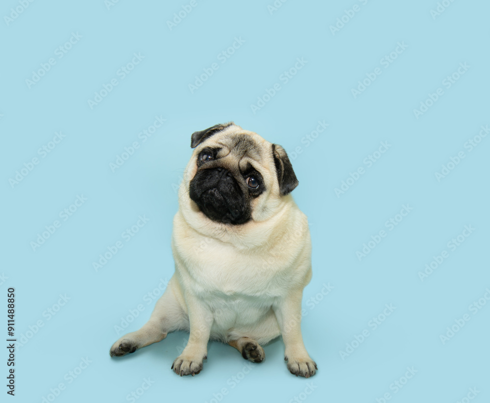 Portrait cute pug dog tilting head side. Isolated on blue pastel background Portrait cute pug dog tilting head side. Isolated on blue pastel background