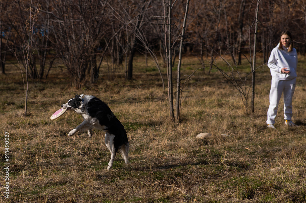 Border collie catches a plastic plate on a walk in the autumn park. Border collie catches a plastic plate on a walk in the autumn park.