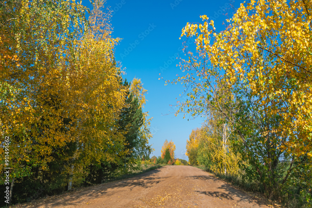 Fototapeta premium Rural dirt road in autumn. In autumn, trees with yellowed leaves grow along the country road. Trees with yellow leaves and a blue sky. Traveling by car in rural areas.